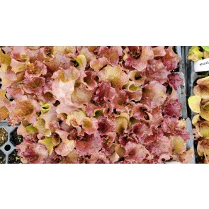 Lettuce 'New Red Fire' Seeds (Certified Organic)