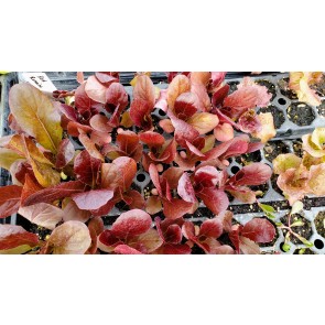 Lettuce 'Red Romaine' Seeds (Certified Organic)