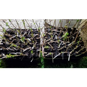 Geneva 214 Apple Rootstock (G.214)