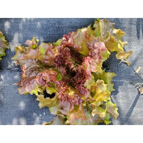 Lettuce 'New Red Fire' Seeds (Certified Organic)