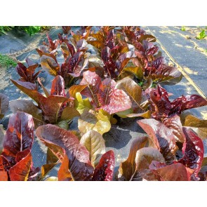 Lettuce 'Red Romaine' Seeds (Certified Organic)
