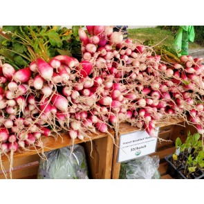 French Breakfast Radishes