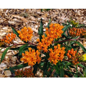 Butterfly Milkweed AKA Orange Milkweed Seeds (Certified Organic)