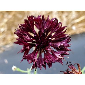 Bachelor's Button 'Black Magic' Seeds (Certified Organic)