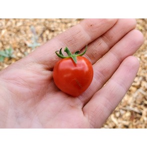 Tomato 'Kindhearted' Seeds (Certified Organic)