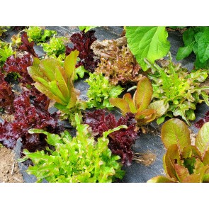 Lettuce 'Valentine Mix' Seeds (Certified Organic)