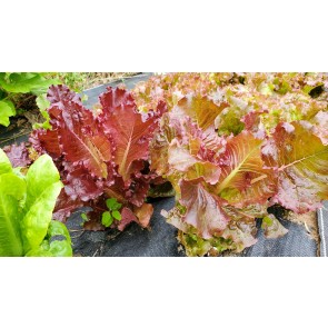 Lettuce 'Lolla Rossa' Seeds (Certified Organic)