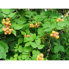 Wild Golden Raspberry Plant (4