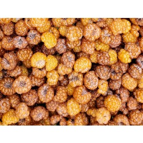 Wild Golden Raspberry Plant (4" Pot, single)