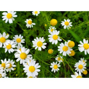 German Chamomile Seeds (Certified Organic)