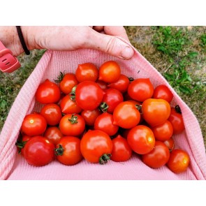 Tomato 'Goodhearted' Seeds (Certified Organic)