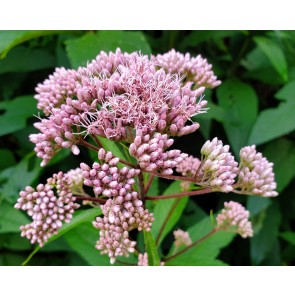 Joe Pye Weed Seeds (Certified Organic)