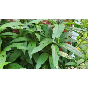 Joe Pye Weed Seeds (Certified Organic)