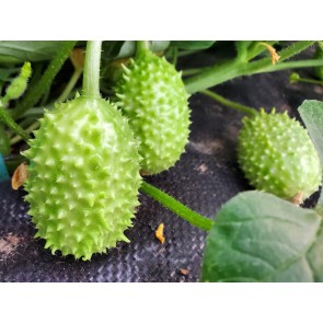 West Indian Burr Gherkin Seeds (Certified Organic) 