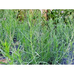 Pepicha AKA Chepiche Seeds (Certified Organic)