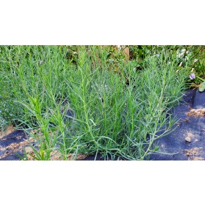 Pepicha AKA Chepiche Seeds (Certified Organic)