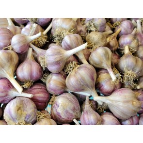  Certified Organic Purple Glazer Culinary Garlic Harvested on our Farm - 4 oz. Bag (FARM PICK-UP)