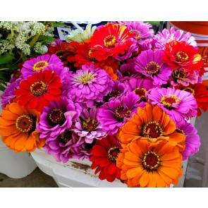 Zinnia 'California Giant Mix' Seeds (Certified Organic)