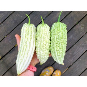 White Bitter Melon Seeds (Certified Organic)