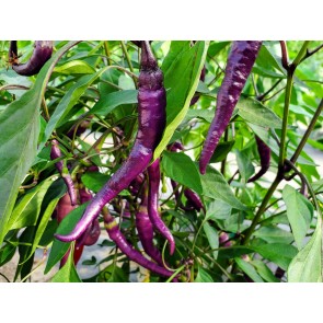 Hot Pepper ‘Buena Mulata' Seeds (Certified Organic)