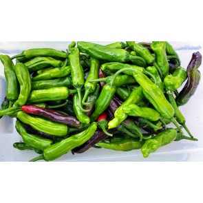 Mild Pepper 'Italian Pepperoncini' Seeds (Certified Organic)