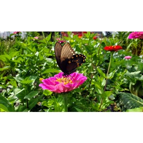 Zinnia 'California Giant Mix' Seeds (Certified Organic)