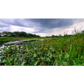 Pickerelweed Seeds (Certified Organic)