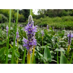 Pickerelweed Seeds (Certified Organic)