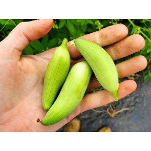 Caigua / Slipper Gourd Seeds (Certified Organic) 