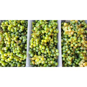 Grape 'Niagara' Seeds (Certified Organic)