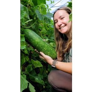 Mao Qua AKA Fuzzy Gourd Seeds (Certified Organic)