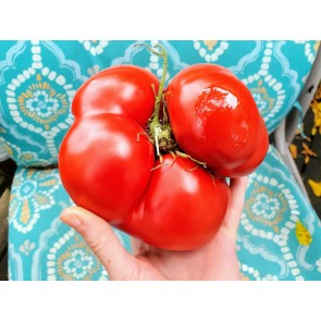 Tomato 'Vrbnička Rajčica' Seeds (Certified Organic)