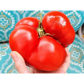 Tomato 'Vrbnička Rajčica' Seeds (Certified Organic)