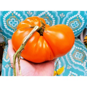 Tomato 'Amana Orange' Seeds (Certified Organic)