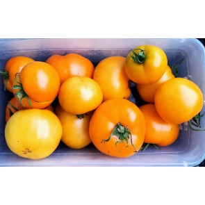 Tomato 'Nebraska Wedding' Seeds (Certified Organic)