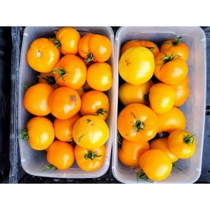 Tomato 'Nebraska Wedding' Seeds (Certified Organic)