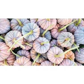 Pumpkin 'Black Futsu' Seeds (Certified Organic)