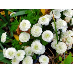 Double Feverfew Seeds (Certified Organic)
