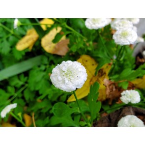 Double Feverfew Seeds (Certified Organic)