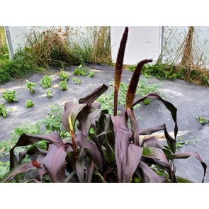 Ornamental Purple Millet Seeds (Certified Organic)