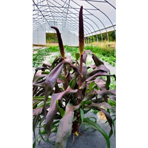 Ornamental Purple Millet Seeds (Certified Organic)