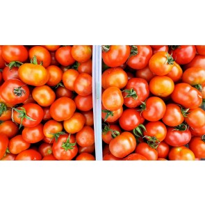 Tomato 'Santorini' Plant (4" Pot, single)