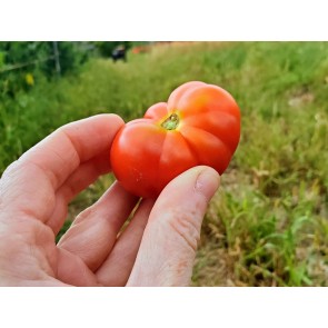 Tomato 'Santorini' 