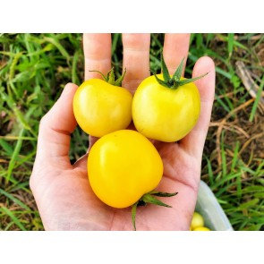 Tomato 'Dr. Carolyn' Seeds (Certified Organic)