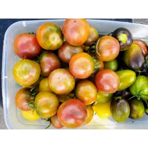 Tomato 'Black Zebra' Seeds (Certified Organic)