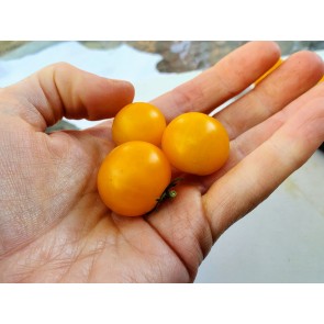 Tomato 'Orange Hat' (Micro) Seeds (Certified Organic)