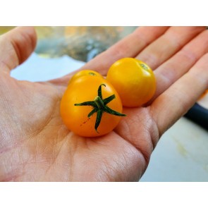 Tomato 'Orange Hat' (Micro) Seeds (Certified Organic)