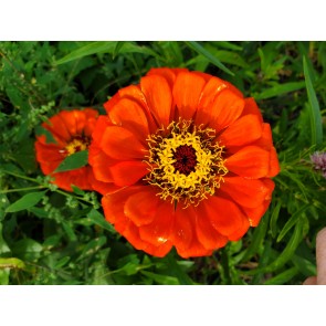 Zinnia 'Benary's Giant Deep Red' Seeds (Certified Organic)