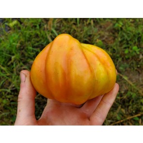 Tomato 'Polish Pastel' Seeds (Certified Organic)