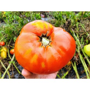 Tomato 'Red Brandywine, Potato Leaf' 